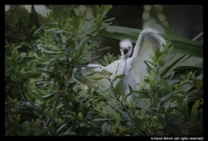 Karen Botvin-Alligator Farm Baby