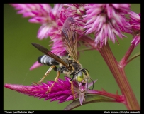 Kevin Johnson-Green Eyed Tachytes Wasp