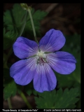 Lucie Lachance-Purple beauty @ Snoqualmie Falls