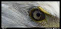 Susan Quirk-Eagle Eye