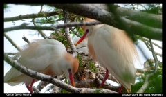 Susan Quirk-Cattle Egrets nesting