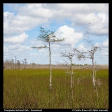 Everglades-Natl-Park-Cookie-Brown