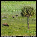 Paynes-Prairie-Preserve-S.P.-Lucie-Lachance