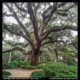 Washington-Oaks-Richard-Rosenthal