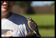 Ans-van-Beek-American-Kestrel