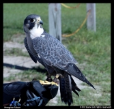 Bill Speno-Peregrine Falcon
