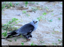 Doris-Boyden-Mississippi-Kite