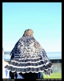 Doris-Boyden-Red-tailed-Hawk