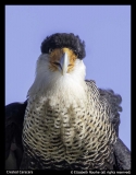 Elizabeth-Rourke-Crested-Caracara