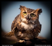Elizabeth-Rourke-Great-Horned-Owl