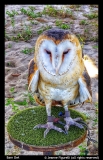 Jeanne-Figurelli-Barn-Owl