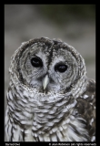 Joan-Robinson-Barred-Owl
