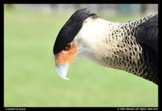 John-Manuel-Crested-Caracara