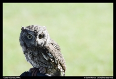 John-Manuel-Eastern-Screech-Owl