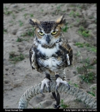 Judy-Speno-Great-Horned-Owl