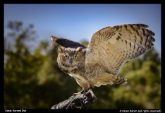 Karen-Botvin-Great-Horned-Owl