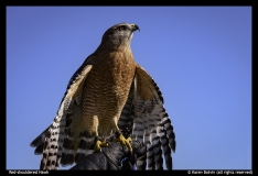 Karen-Botvin-Red-shouldered-Hawk