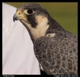 Maggie-Denis-Peregrine-Falcon