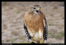 Maggie-Denis-Red-shouldered-Hawk