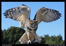 Sue-Kim-Great-Horned-Owl