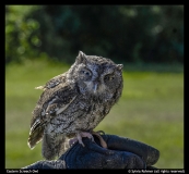 Sylvia-Rohmer-Eastern-Screech-Owl