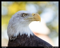 Vicki-Payne-Bald-Eagle