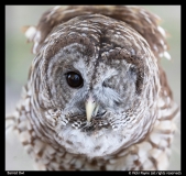 Vicki-Payne-Barred-Owl